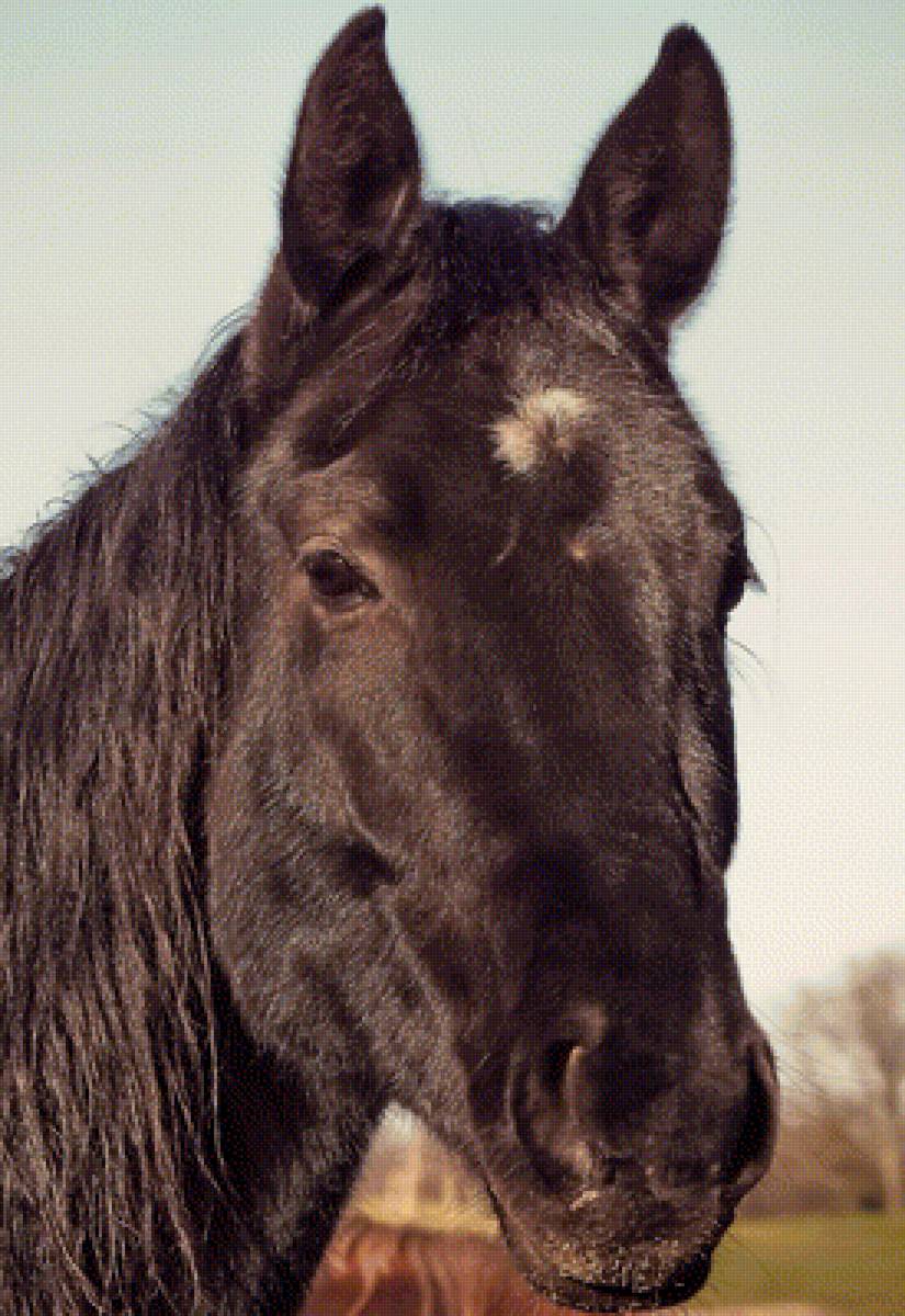 Лошадь - предпросмотр