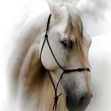 Схема вышивки «Лошадь»