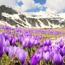 Схема вышивки «№2327299»