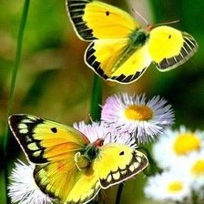 Схема вышивки «Бабочки с цветами»