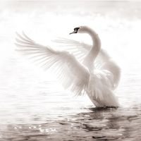 Взлетающий лебедь - монохром - лебедь, вода, монохром, крылья - оригинал