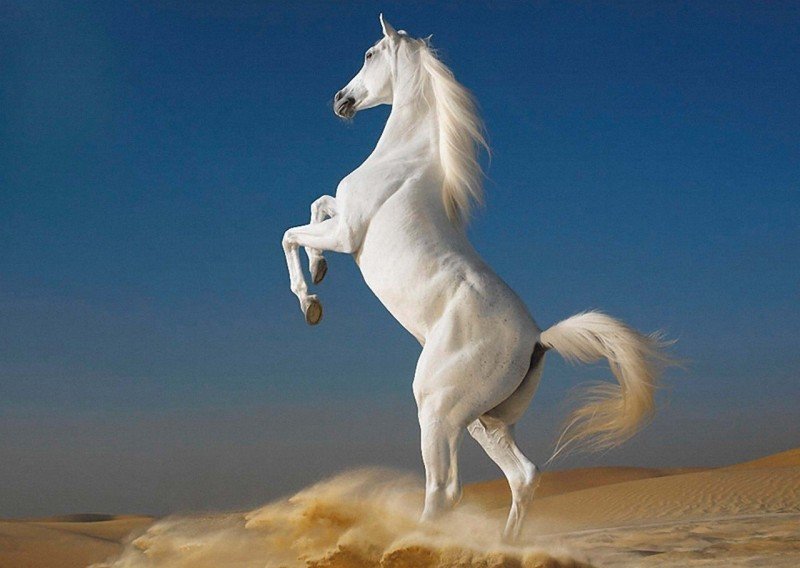 Конь на песке - конь, пустыня, песок - оригинал