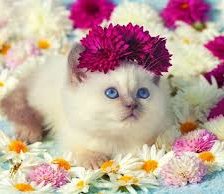 Котенок в цветочках