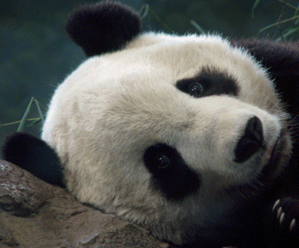 Панда - предпросмотр