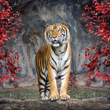 Схема вышивки «Tigre.»