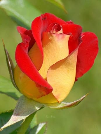 №2328978 - оригинал