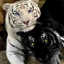 пара тигров черного и белого цвета