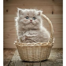 Схема вышивки «кот»