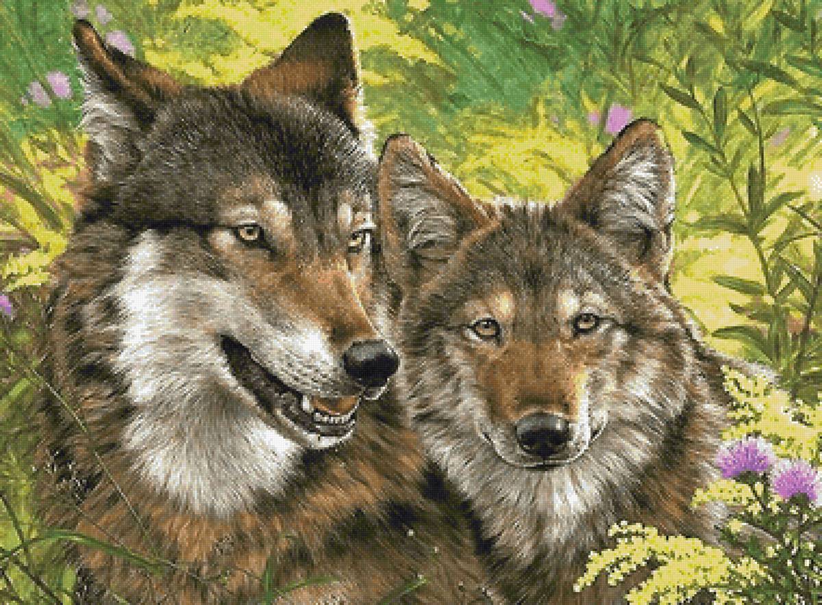 волки - мир животных - предпросмотр