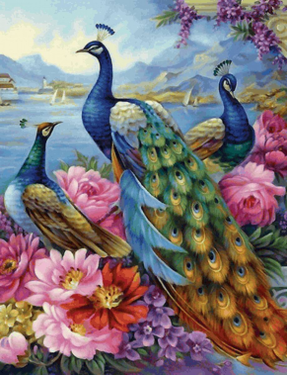 павлины - птицы - предпросмотр