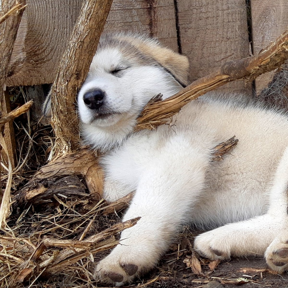 маламут 1 месяц фото