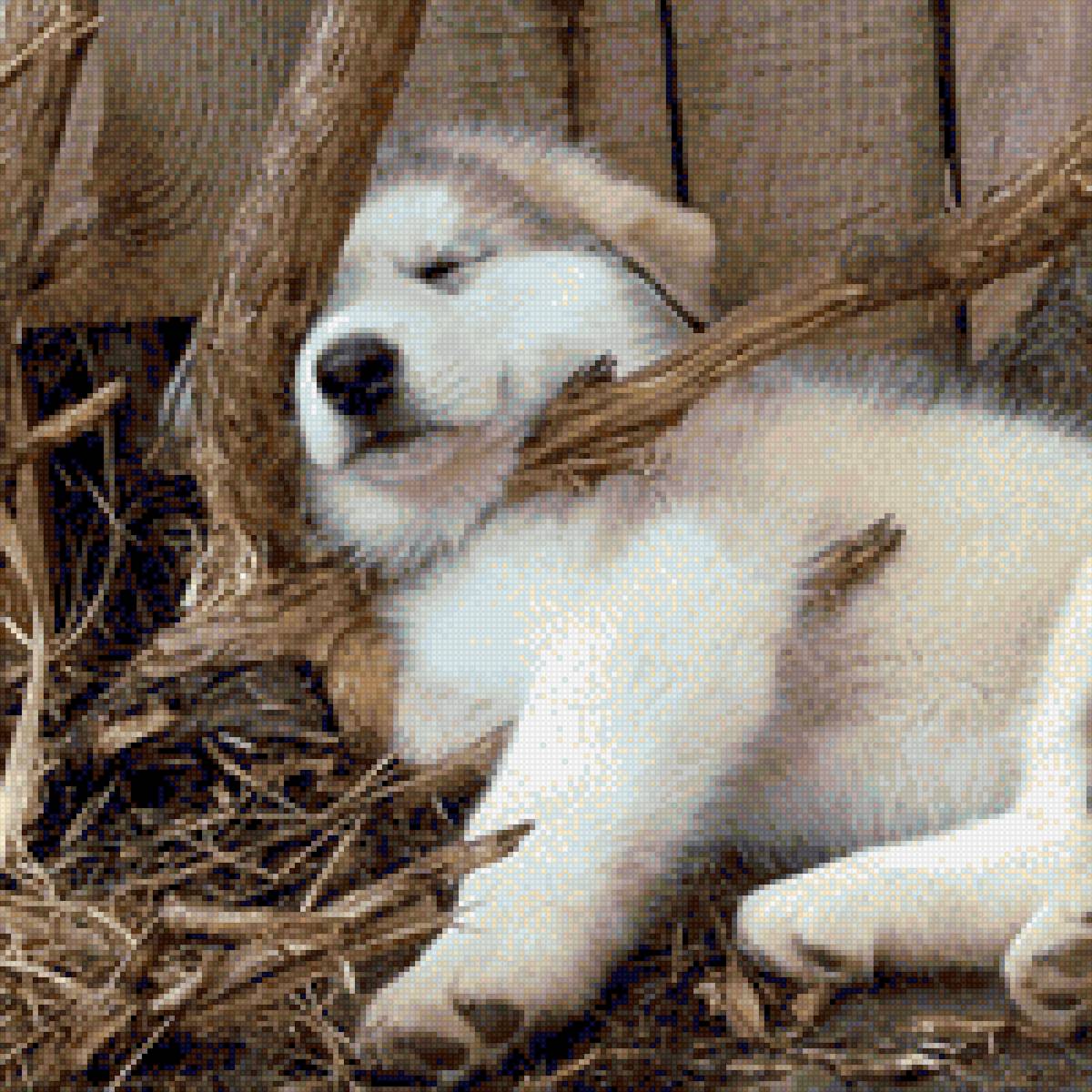 маламут - животное, маламут, щенок - предпросмотр