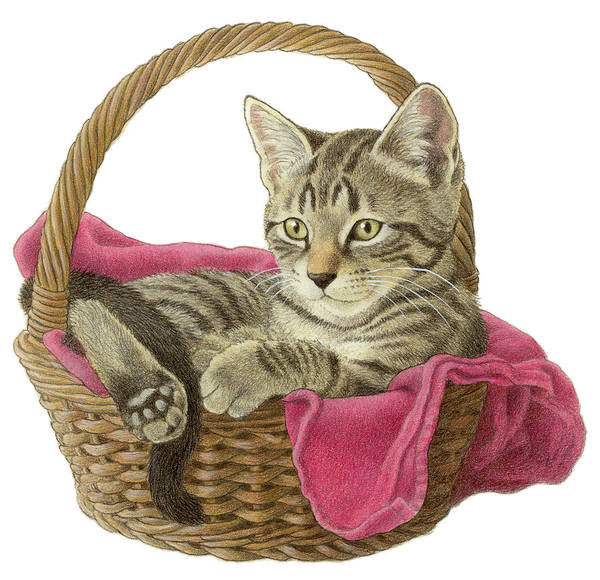 №2329525 - кот - оригинал