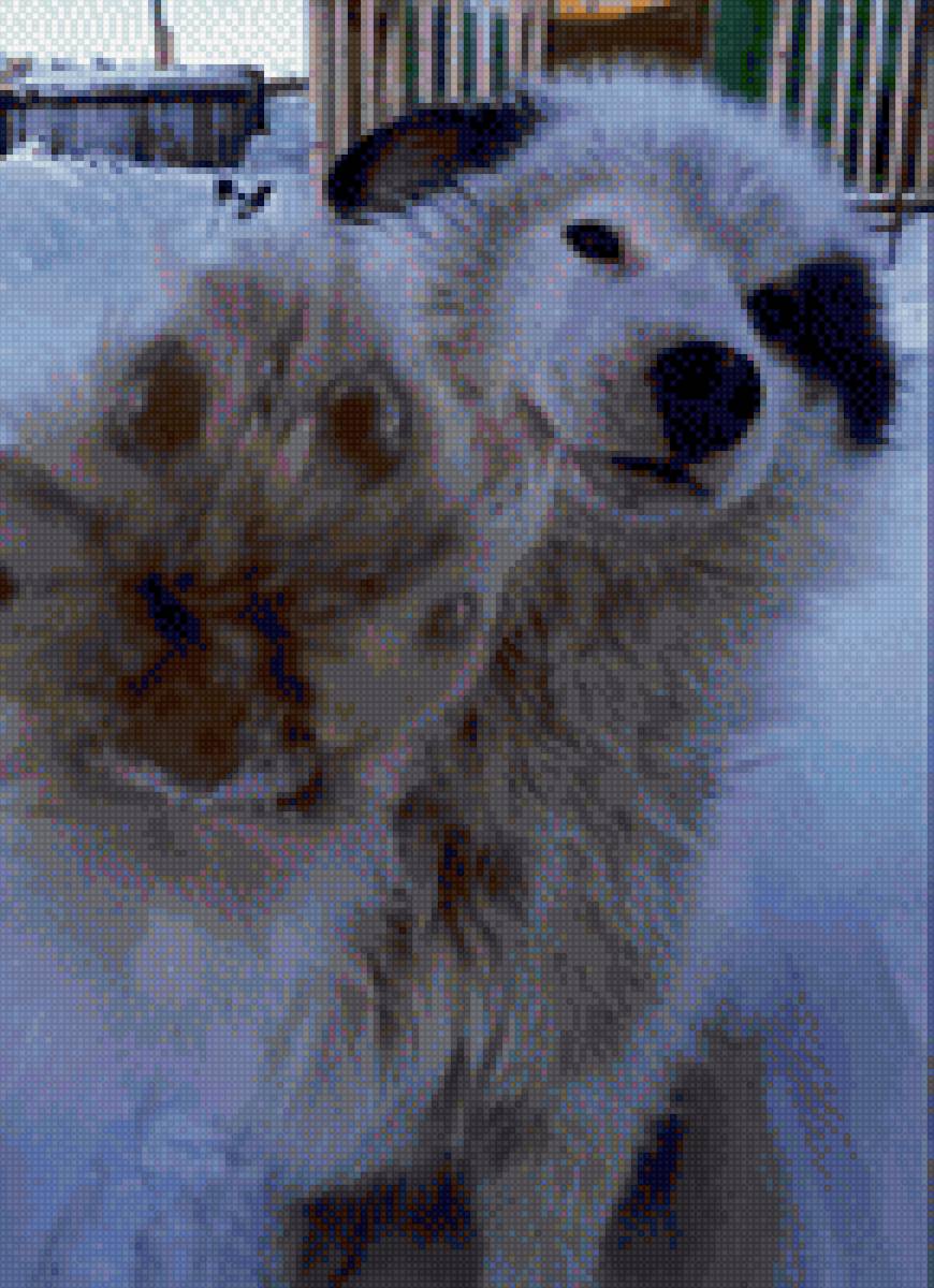 собака - dog, собака - предпросмотр