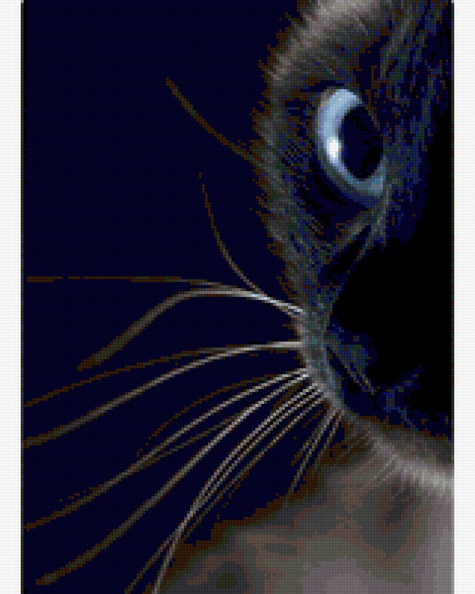 черный кот - черный кот - предпросмотр