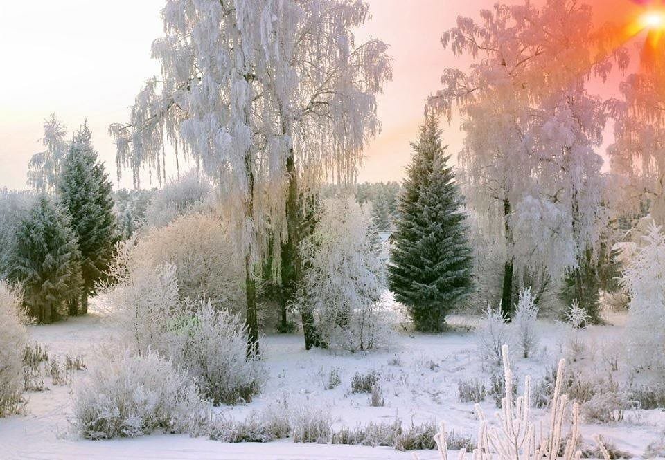 мороз и солнце - рассвет, зима, лес - оригинал