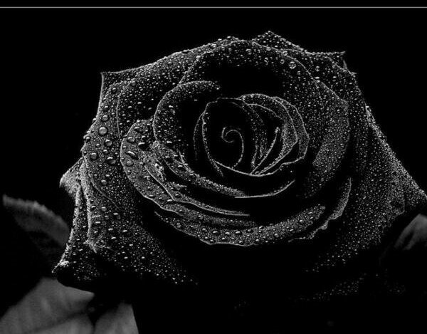 Чёрная роза - черная, роза, цветок - оригинал