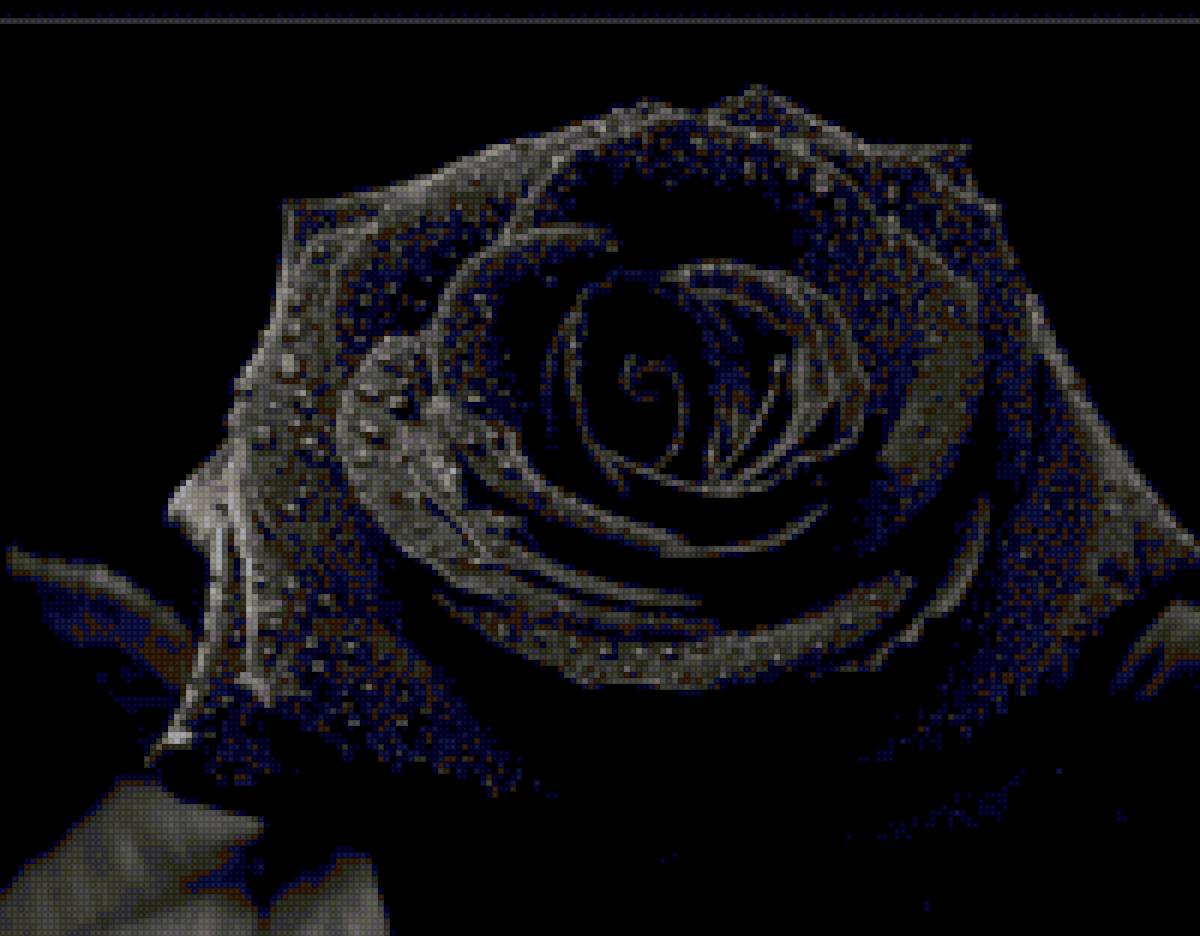 Чёрная роза - черная, цветок, роза - предпросмотр