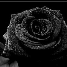 Оригинал схемы вышивки «Чёрная роза» (№2330268)