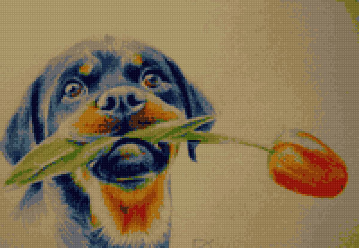 Щенок ротвелера - ротвелер, щенок, тюльпан - предпросмотр