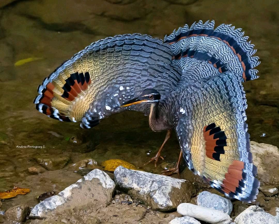 AVE - naturaleza - оригинал