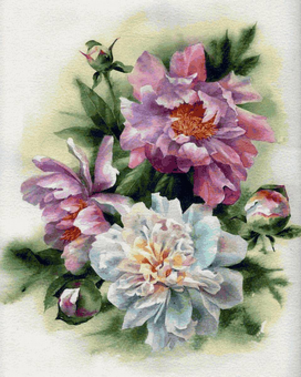 Пионы - акварель - предпросмотр