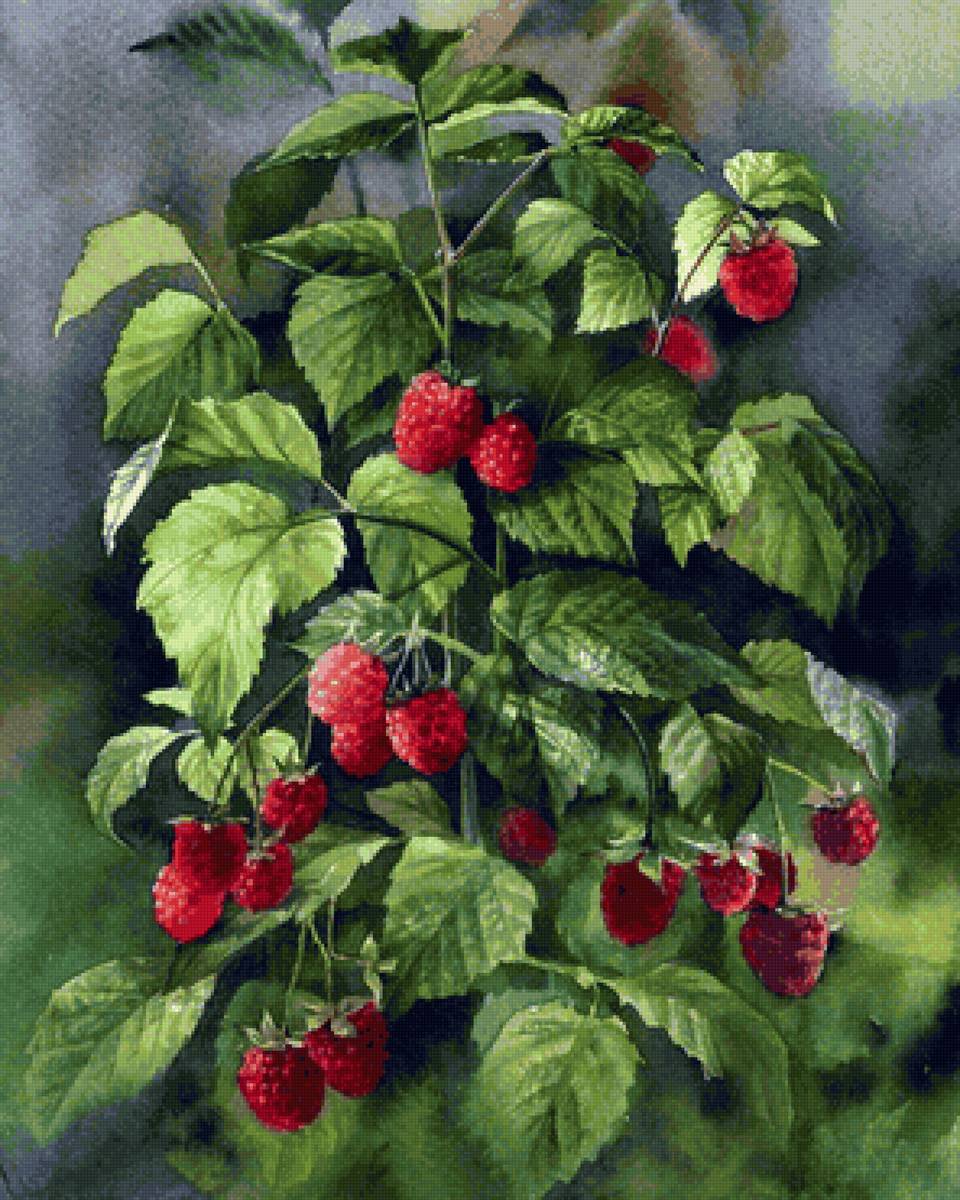 Ягода малина - акварель - предпросмотр