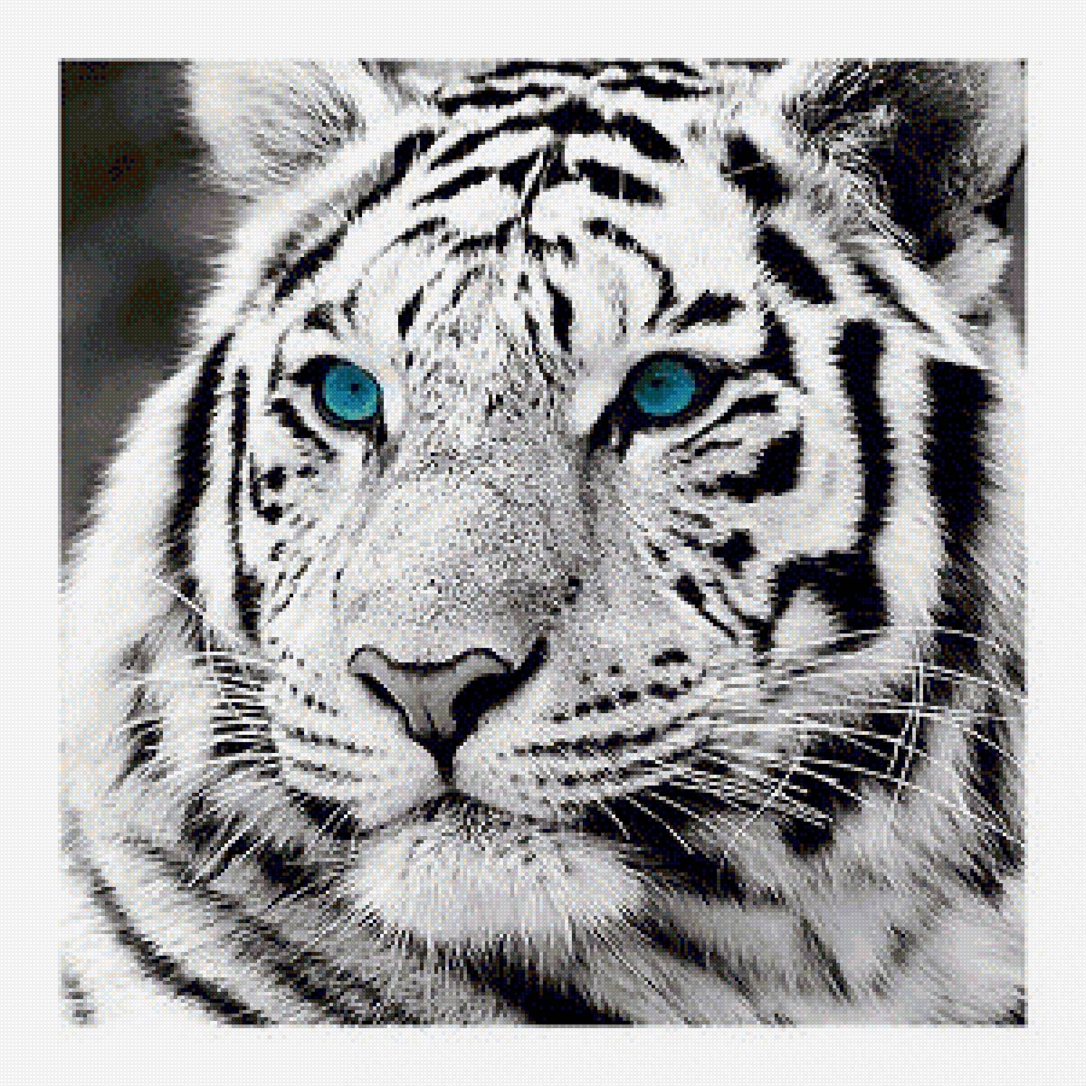 tigre blanc - tigre blanc - предпросмотр