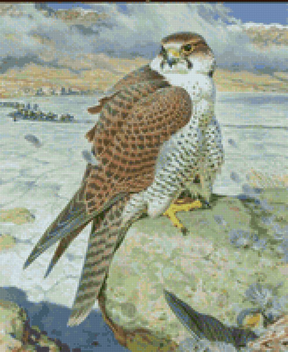 Сокол тетеревятник - тетеревятник, сокол - предпросмотр