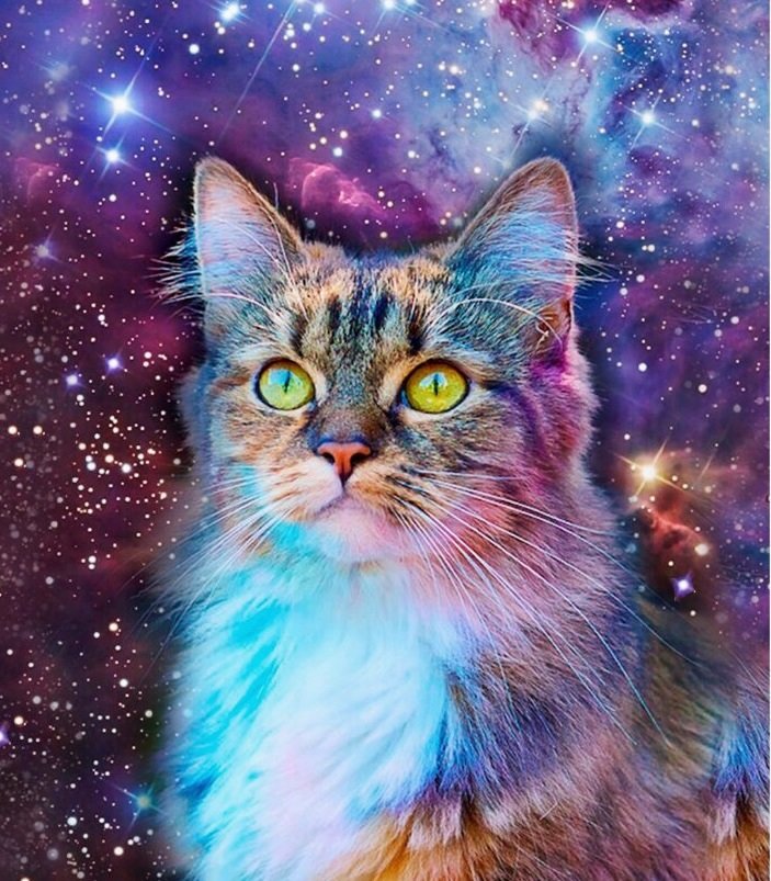 Gato. - animais.pintura. - оригинал