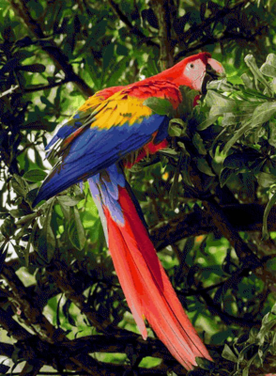 lapa roja - naturaleza - предпросмотр