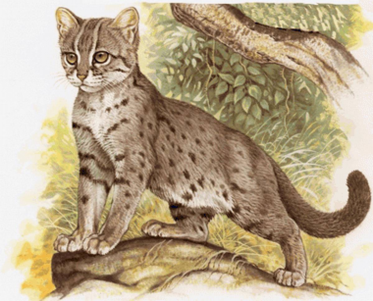 Gato.selvagem. - animais. - предпросмотр