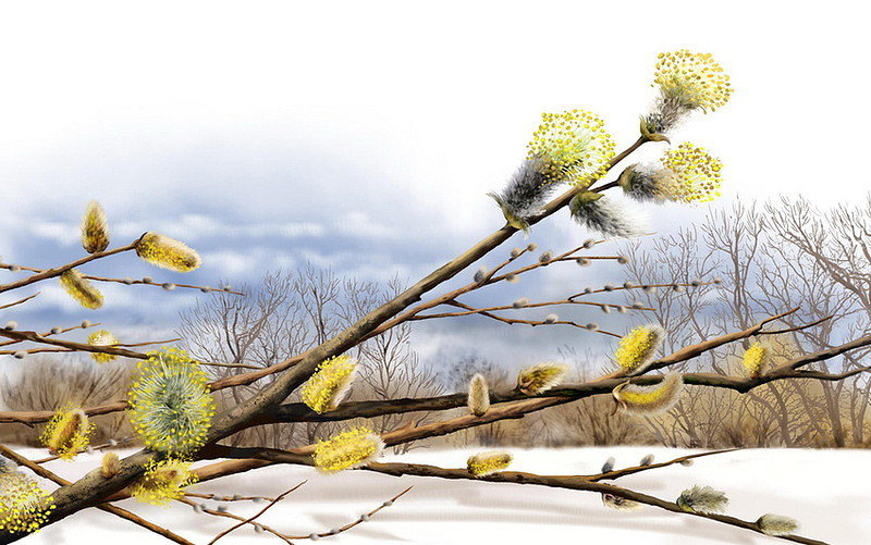 Белой вербе  ... - верба, зима, природа - оригинал