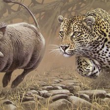 Leopardo caçando javali.