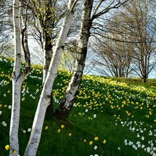 Схема вышивки «№2332575»