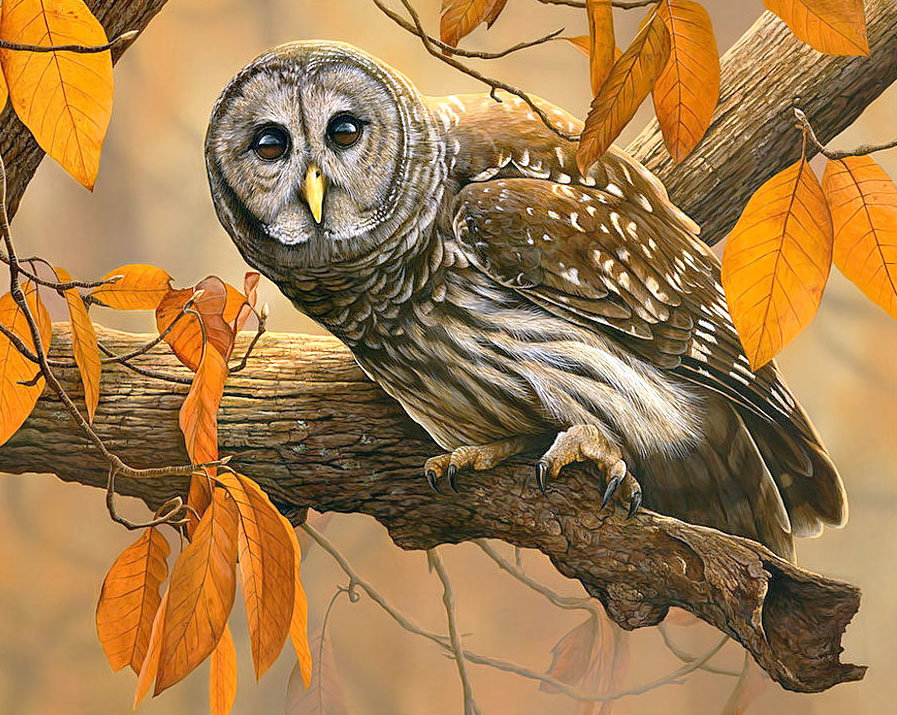 Сова - дерево, осень, сова - оригинал