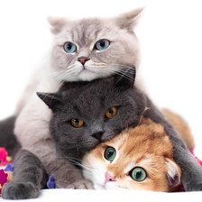 Оригинал схемы вышивки «три кота» (№2333103)