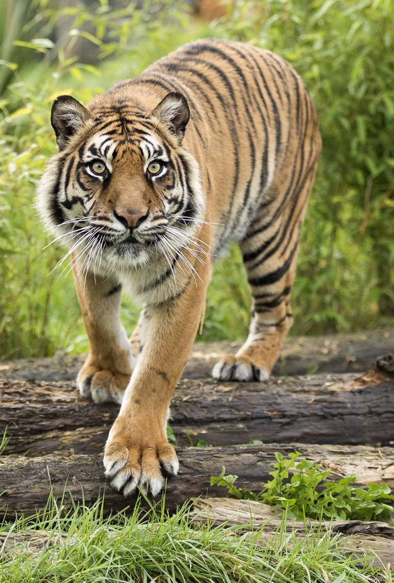 Tigre. - animais. - оригинал