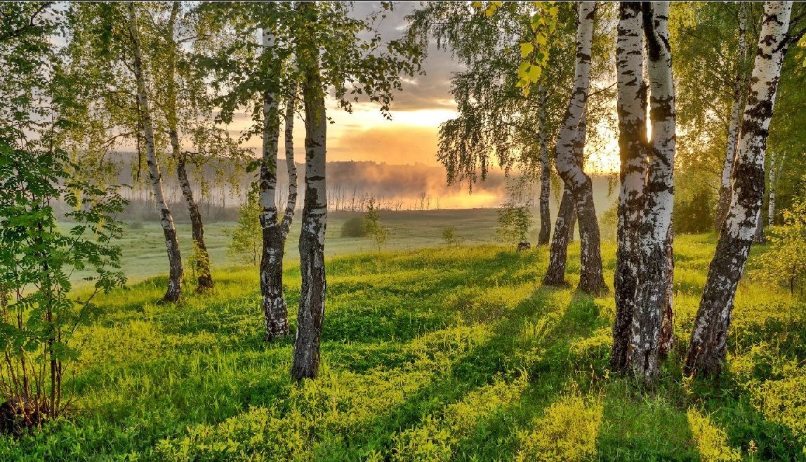 Paisagem. - floresta.paisagens. - оригинал