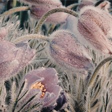 Схема вышивки «Сон трава»