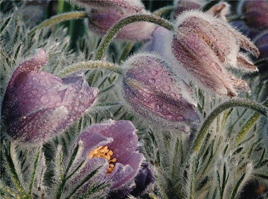 Сон трава 300 - сон трава - оригинал