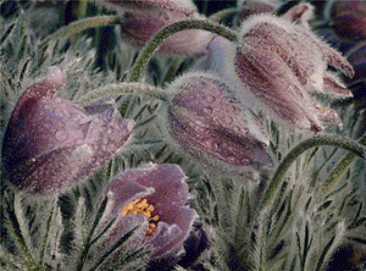 Сон трава 300 - сон трава - предпросмотр