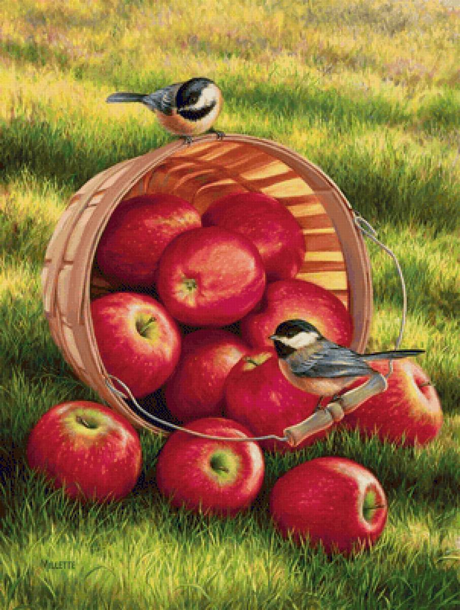 Яблоки - предпросмотр