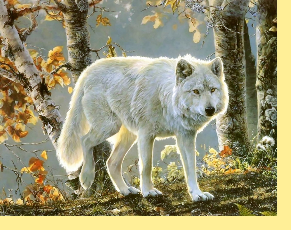 Серия "Хищники". Волк - волк, животные, хищники - оригинал