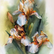 Схема вышивки «Ирисы»