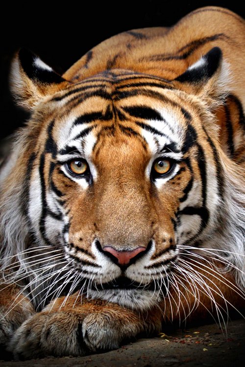 Tigre. - animais. - оригинал