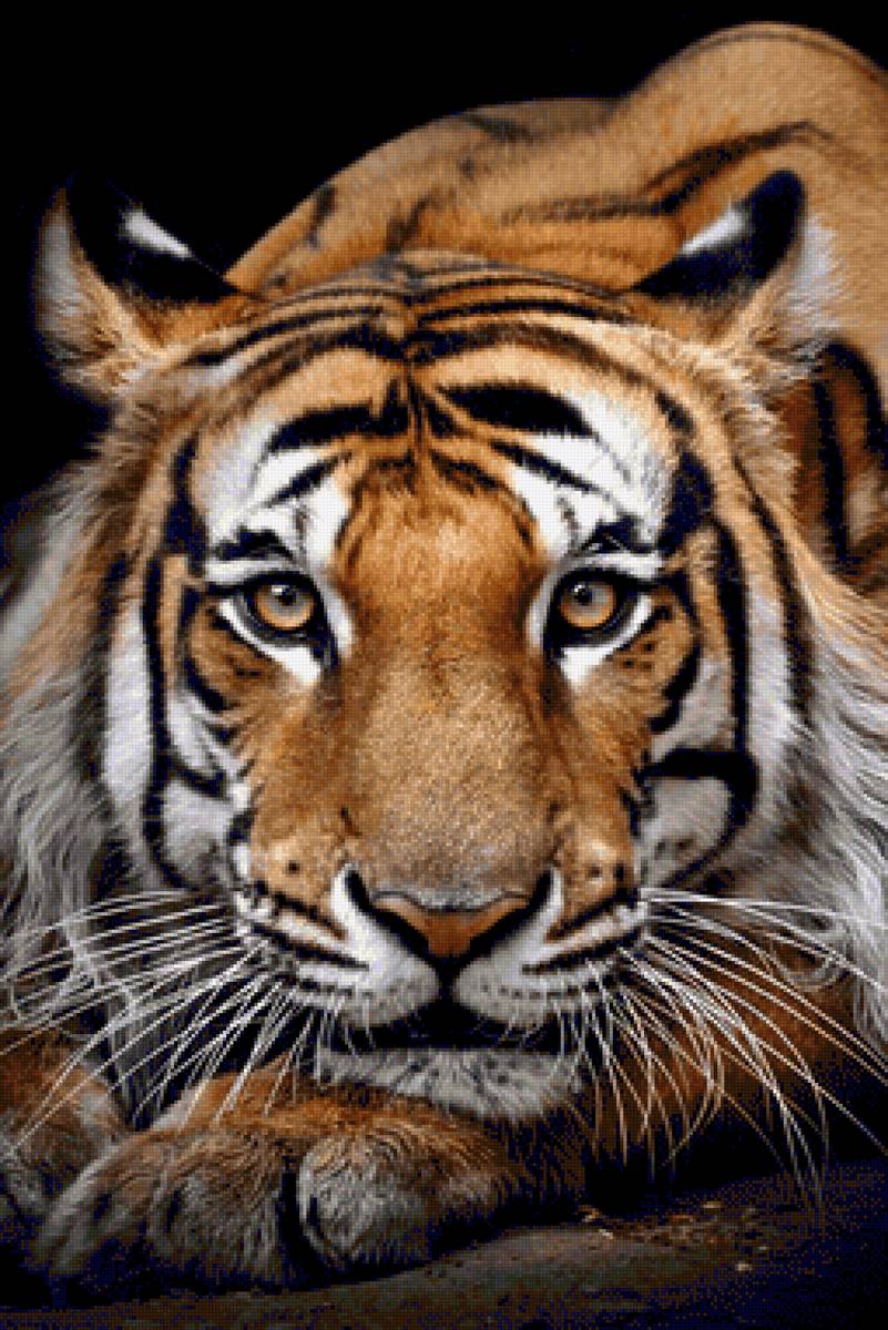 Tigre. - animais. - предпросмотр