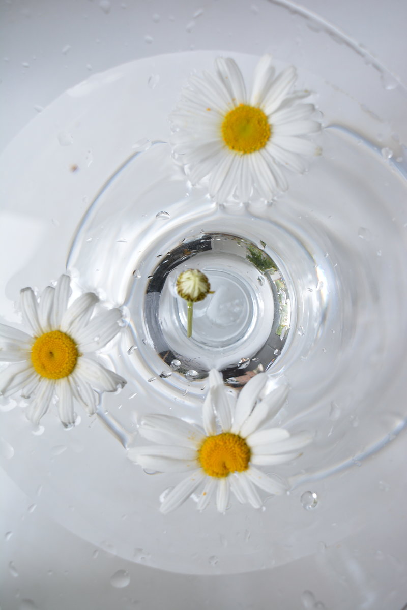 Ромашки - ромашки, ваза, цветы - оригинал