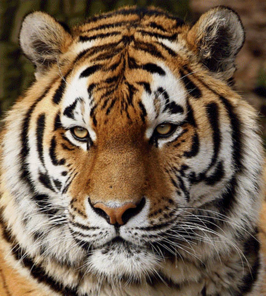 Тигрица - предпросмотр