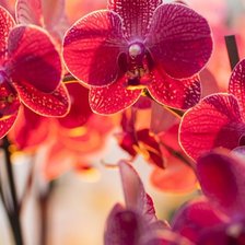 Схема вышивки «№2335153»